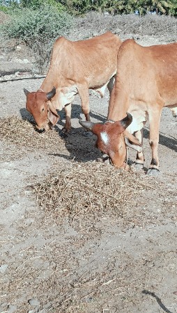 ગોધલા વેચવા ના છે...