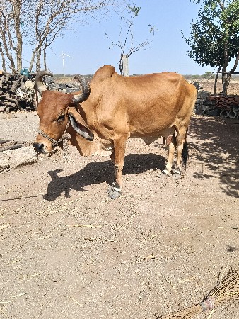 ગાય વેચવાની છે