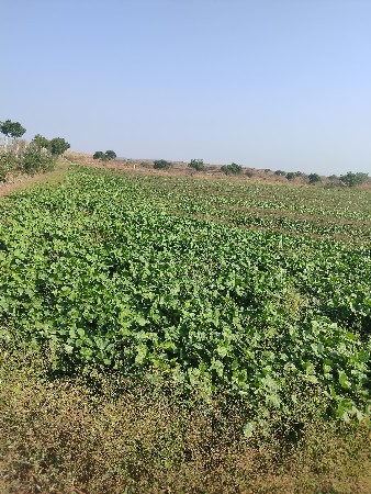 ખાતેદાર માટે જમીન