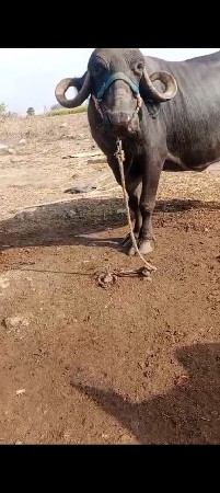 ભેંસ વેચવાની છે