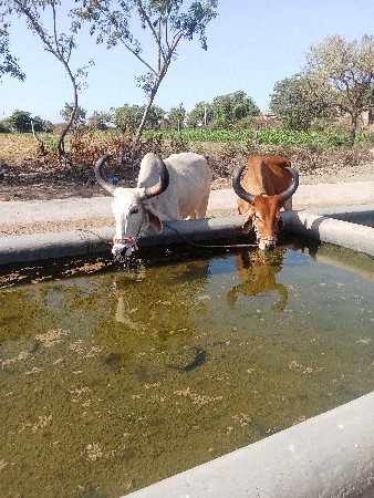 ત્રીજી વાવડીના બળદ