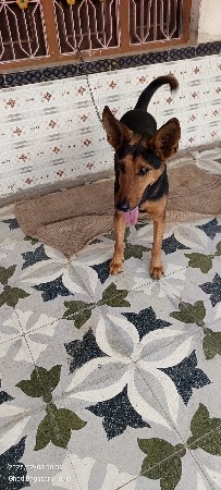 જર્મન મીક્ષ