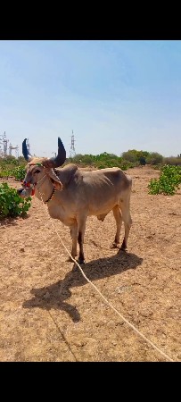 ગોટલો