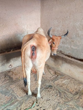 ગાય વેચવાની છે