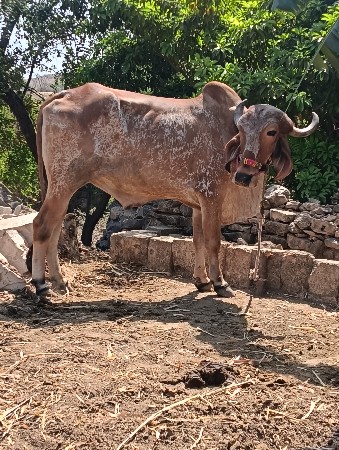 બળદ વેચવાના છે