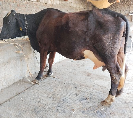 જર્સી ક્રોસ ગાય વેચવાની