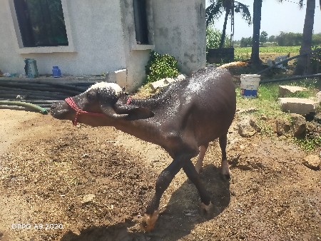 પાડી વેચવાની છે