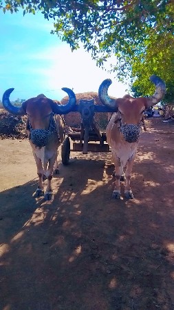 બડદ વેચવાના છે