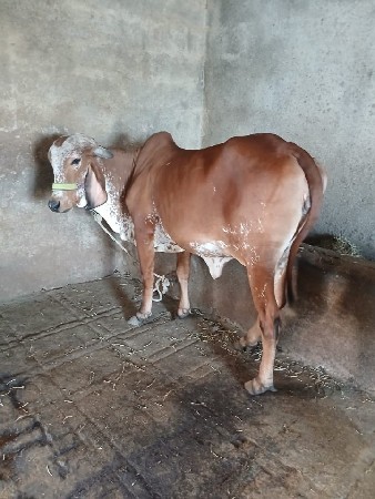 ગાય વેચવાની છે