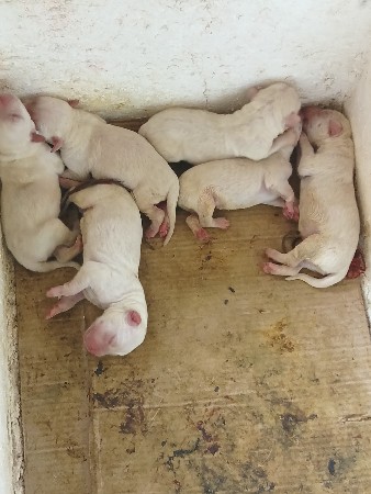 લેબરા ડોગ બચા વેચવા ના છે