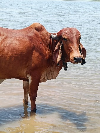 બે ગાય વેચવાની છે