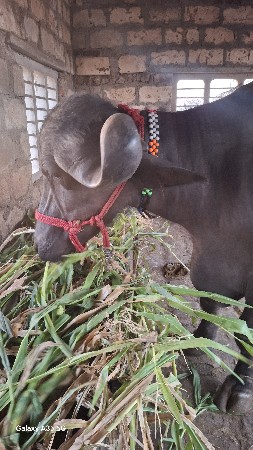 પેલુ વેતર