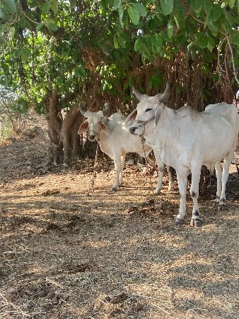 બળદ વેચવાના હૈ