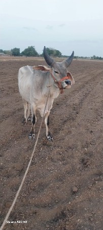 ગોઢલો વેચવાનો છે