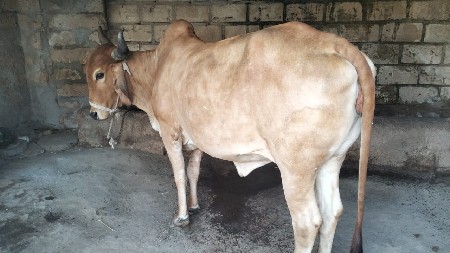ગાય આપી દેવાની સે