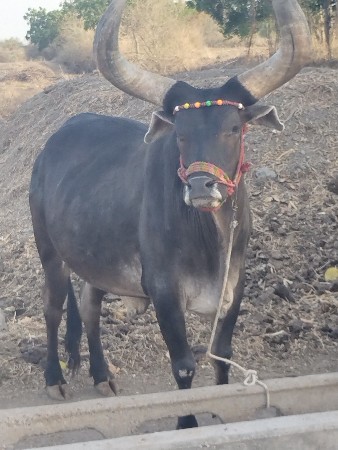 બળદ વેચવાના છે