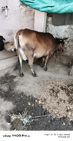 ગાય વેચવાનીસે