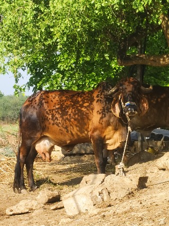 ગિર ગાય વેચવા ની છે