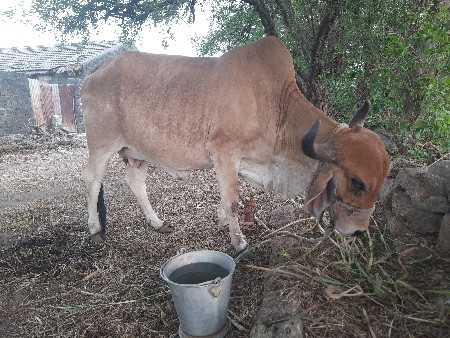 ગાય વેચવાની છે.