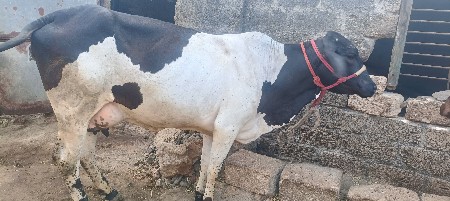 એસફ ગાય