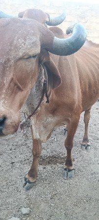 ગાય વેચવા ની છે
