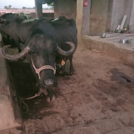 બેભેસુવેશવાનીછે