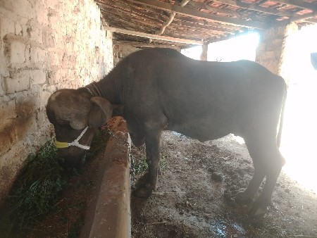 વિજય
