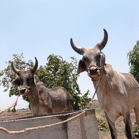 ગોઢલા વેચવાના છે