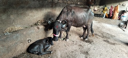 પેલું વેતર ખડેલી વેચવાની છે.