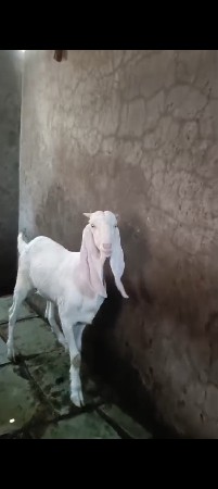 bakara