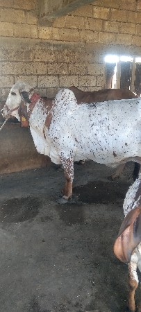 ગાય વેચવાની છે