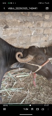 વેતર. 2. છે