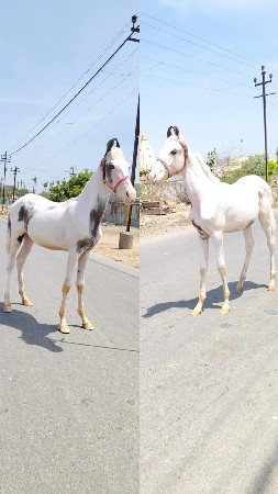 વછેરા વેચવાના છે