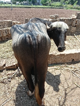 પાડો વેચવાનો છે