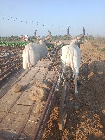 બળદ
