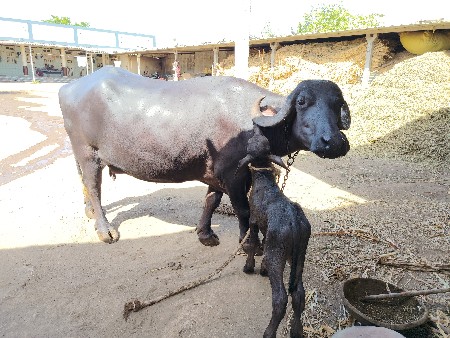 ભેંસ વેચવાની છે