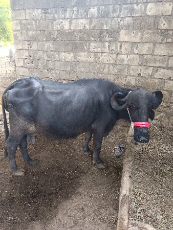 ભેસ વેચવાની છે