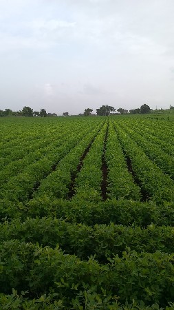 10 વિઘા