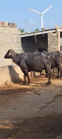 2જુ વેટર 2 મહિના નો ગાભ
