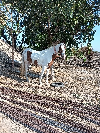 આ ધોડી વેસવાની સે સાટા કરવાના સે
