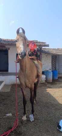 vaseri vesava ni se