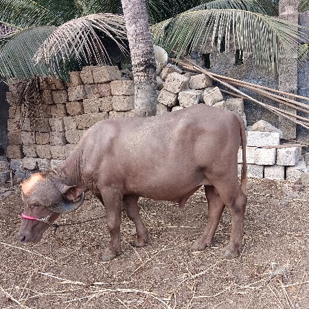 પાડો વેચવાનું છે