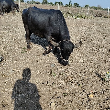 ભેસ