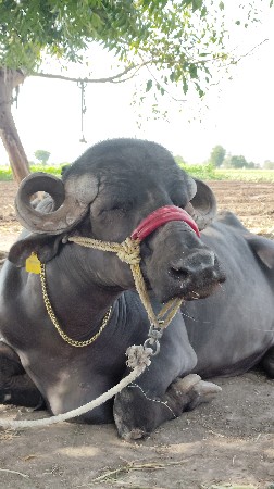 આ જાફરાબાદી ભેંસ વેચવાની છે