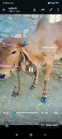 વાછડી વેચવાની છે