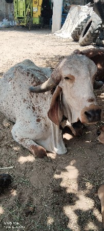 2 vetar
kabri