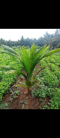 લોટણ vanfer koy pan rop