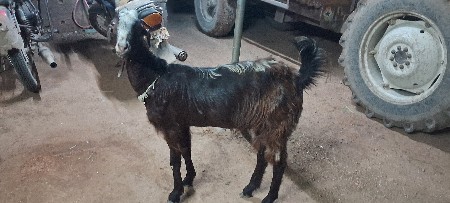આ બકરી વેચવાની છે