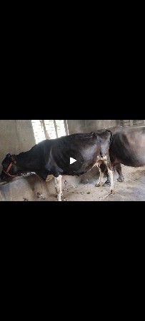 gay hf vechavani 6mahina gabhan
