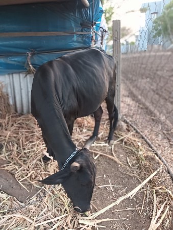 ગાય વેચવાની છે